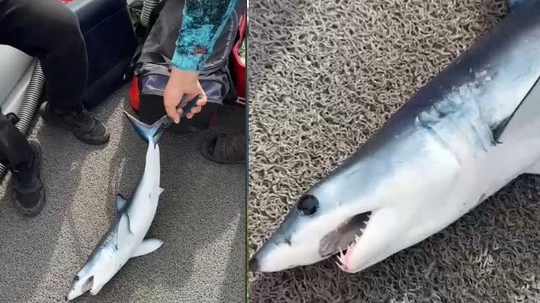 Oltaya geldi amatör balıkçı şoke oldu! 'Herkes bizim kadar vicdanlı çıkmayabilir' 2 oltaya geldi amator balikci soke oldu herkes bizim kadar vicdanli cikmayabilir 0 uSRwlGmu