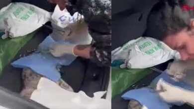 son dakika istanbul sariyerde veteriner zelzeleye ameliyatta yakalandi 3xXN7C45