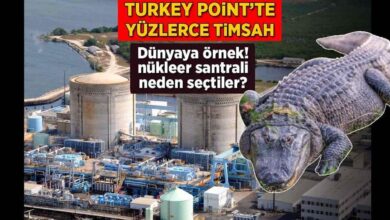 turkey pointte yuzlerce timsah dunyaya ornek neden nukleer santrali sectiler O3WMQKQV
