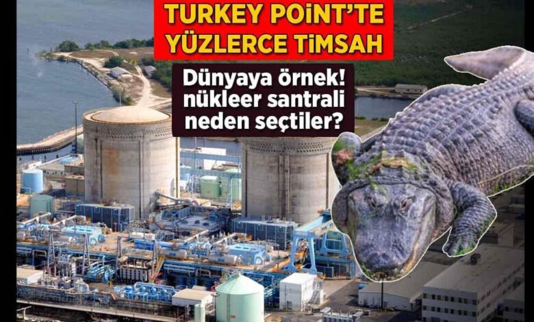 Turkey Point'te yüzlerce timsah! Dünyaya örnek: Neden nükleer santrali seçtiler? 1 turkey pointte yuzlerce timsah dunyaya ornek neden nukleer santrali sectiler O3WMQKQV
