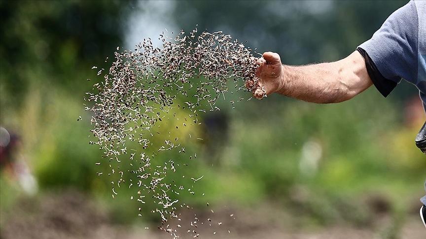 Türkiye tohum bölümünde global oyuncu haline geldi