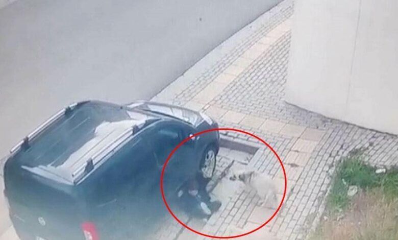 yer bursa sahipsiz kopekler kaldirimda yuruyen cocuga saldirdi FiseOS3m