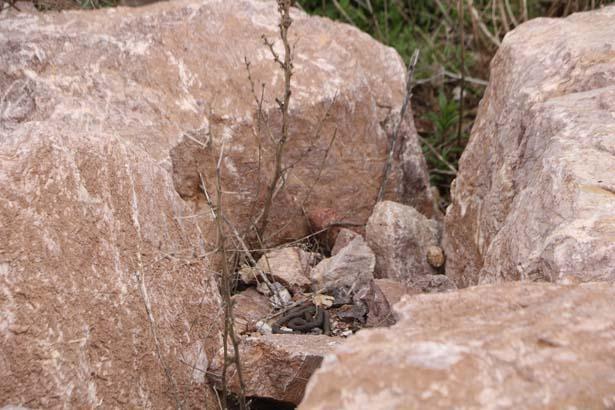 Yer: Hakkari! Metrelerce uzunlukta binlerce yılan sürü halinde ortaya çıktı 3 yer hakkari metrelerce uzunlukta binlerce yilan suru halinde ortaya cikti 1 RO8hSZXz