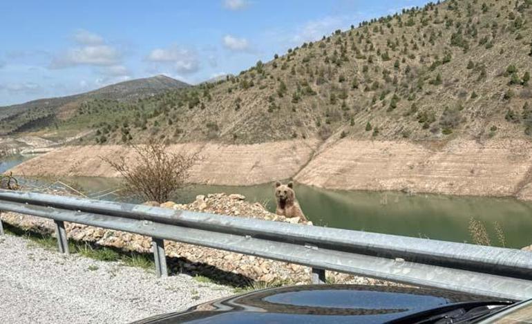 Ayı görüntüleme macerasının sonu! Kamerayı açıp yanına yaklaştı 2 ayi goruntuleme macerasinin sonu kamerayi acip yanina yaklasti 0 ZysTqkDl