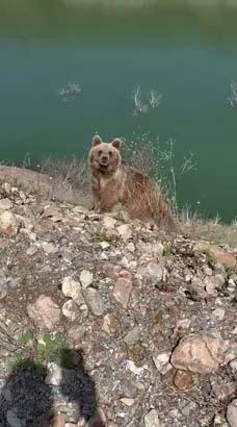 Ayı görüntüleme macerasının sonu! Kamerayı açıp yanına yaklaştı 3 ayi goruntuleme macerasinin sonu kamerayi acip yanina yaklasti 1 VCjYICdO