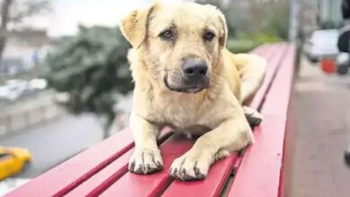 aym sahipsiz hayvan duzenlemesinin iptalini reddetti wQtVAicm