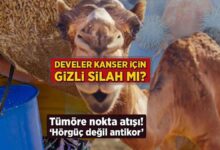 develer kanser icin zimn silah mi tumore nokta atisi horguc degil antikor Ques1h2i