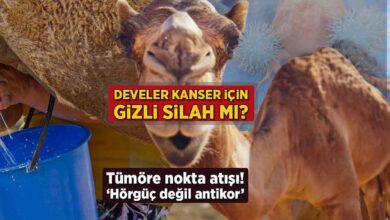 develer kanser icin zimn silah mi tumore nokta atisi horguc degil antikor Ques1h2i
