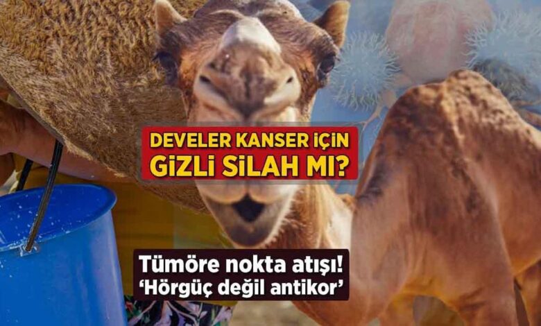 Develer kanser için zımnî silah mı? Tümöre nokta atışı: 'Hörgüç değil antikor' 1 develer kanser icin zimn silah mi tumore nokta atisi horguc degil antikor Ques1h2i