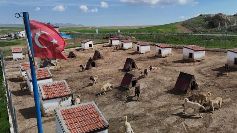 Dünyada eşi gibisi yok! Ünü ülke hudutlarını aştı: Suudi Arabistan, Katar, BAE peşinde... 2 dunyada esi gibisi yok unu ulke hudutlarini asti suudi arabistan katar bae pesinde 0 Lbr3mVSH