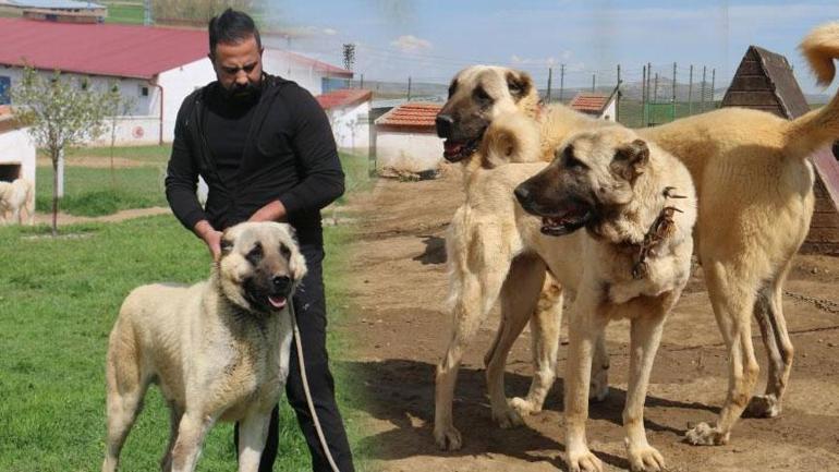 Dünyada eşi gibisi yok! Ünü ülke hudutlarını aştı: Suudi Arabistan, Katar, BAE peşinde... 3 dunyada esi gibisi yok unu ulke hudutlarini asti suudi arabistan katar bae pesinde 1 V6RzKCBH