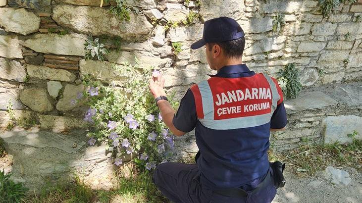 Dünyada yalnızca Türkiye'de bulunuyor! Jandarma başından ayrılmıyor 1 dunyada yalnizca turkiyede bulunuyor jandarma basindan ayrilmiyor 1jrArTlM