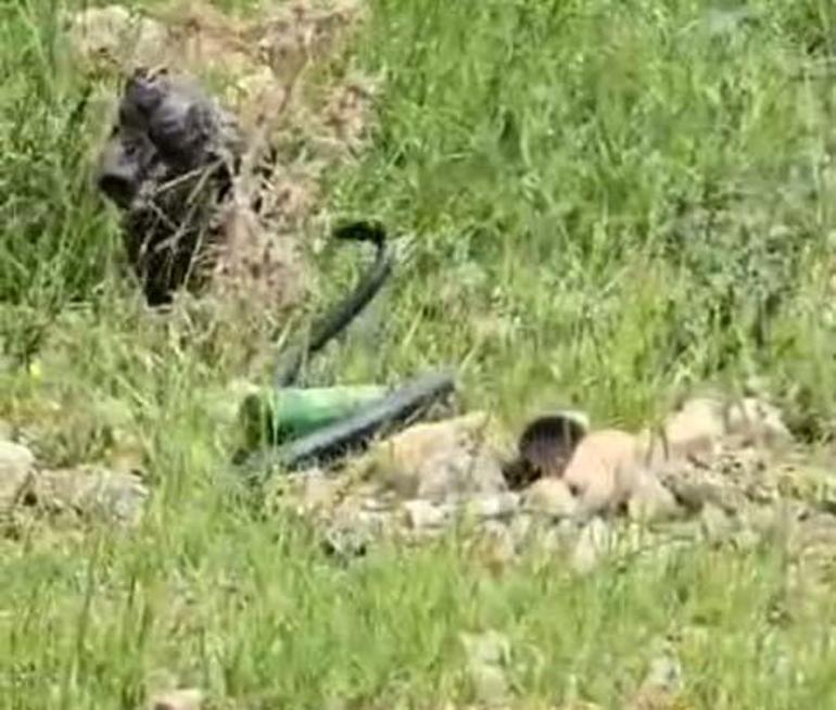 Endişeyle kaydetti: Karşımızda başını kaldırmış dev bir siyah yılan 4 endiseyle kaydetti karsimizda basini kaldirmis dev bir siyah yilan 2 b37shac4