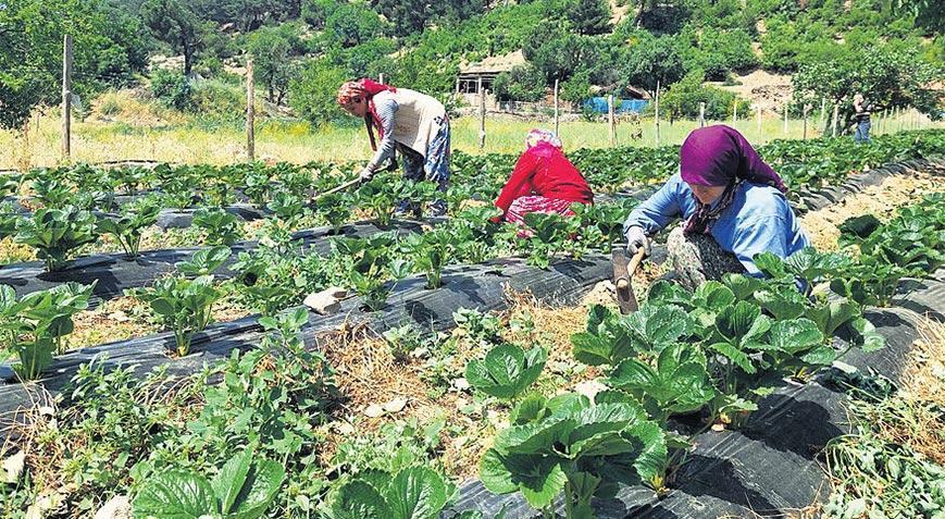 Gençler ve bayanlar doğduğu yerde doymalı