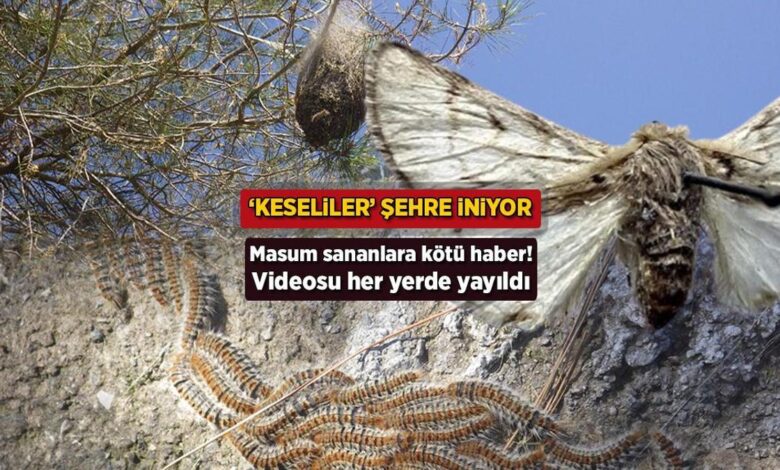 Görüntüsü her yerde yayıldı! Temiz sananlara makûs haber: 'Keseliler' kente iniyor 1 goruntusu her yerde yayildi temiz sananlara mak s haber keseliler kente iniyor UUecUlYU