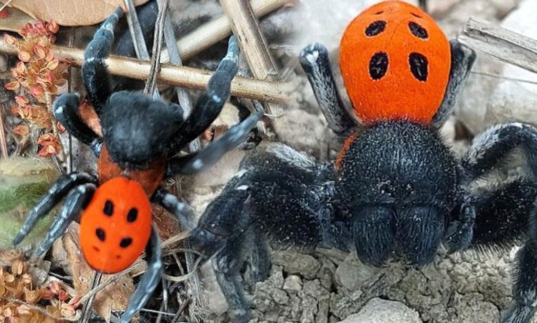 'Kırmızı listede' yer alıyor! Dünyada nadir rastlanan cins Çanakkale'de görüldü 1 kirmizi listede yer aliyor dunyada nadir rastlanan cins canakkalede goruldu CzGQW4aO