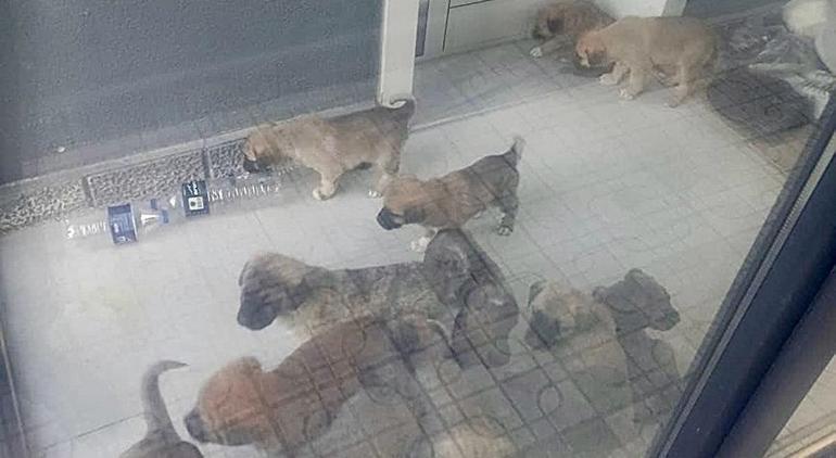 Köpekleri parçalayan tabibin konutundan çıkanlar şoke etti! Hepsini tek tek paketlemiş 2 kopekleri parcalayan tabibin konutundan cikanlar soke etti hepsini tek tek paketlemis 0