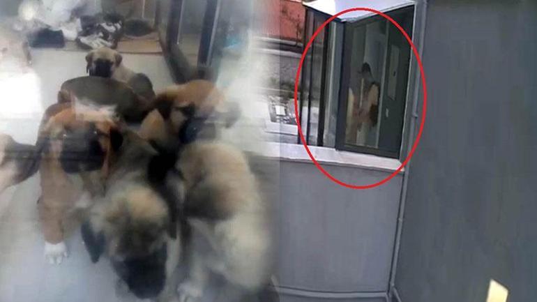 Köpekleri sahiplenip konutta parçalayan hekimle ilgili kan donduran yeni detay! Sözü ortaya çıktı 2 kopekleri sahiplenip konutta parcalayan hekimle ilgili kan donduran yeni detay sozu ortaya cikti 0 k2rvCPc3
