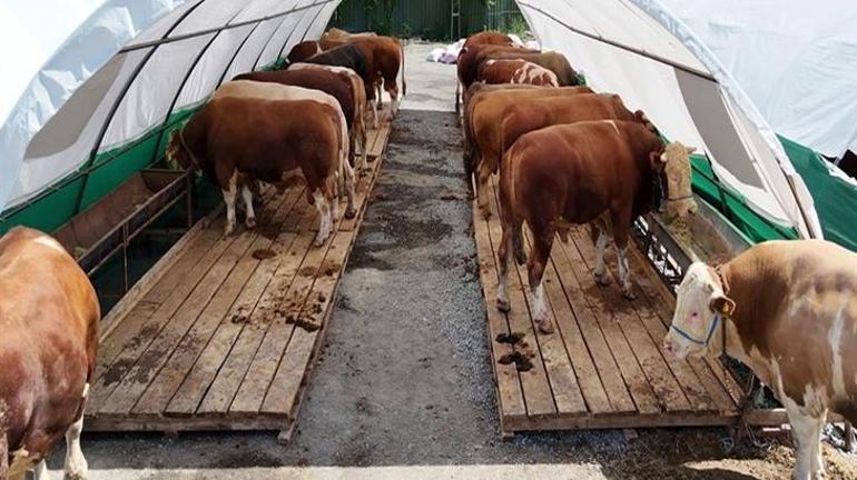 Kurban pazarının gözdesi 'şampiyon' oldu! Tam 1 ton 150 kilo tartısında: İşte fiyatı... 2 kurban pazarinin gozdesi sampiyon oldu tam 1 ton 150 kilo tartisinda iste fiyati 0 kkLP8OBa