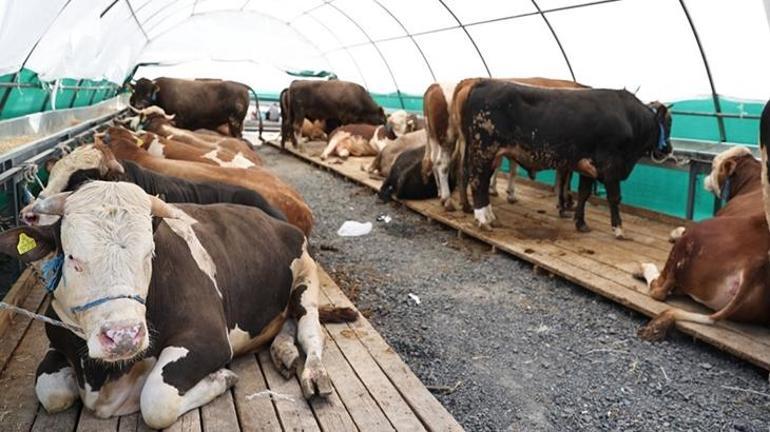 Kurban pazarının gözdesi 'şampiyon' oldu! Tam 1 ton 150 kilo tartısında: İşte fiyatı... 3 kurban pazarinin gozdesi sampiyon oldu tam 1 ton 150 kilo tartisinda iste fiyati 1 XqBWnW4I