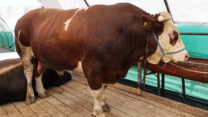 Kurban pazarının gözdesi 'şampiyon' oldu! Tam 1 ton 150 kilo tartısında: İşte fiyatı... 1 kurban pazarinin gozdesi sampiyon oldu tam 1 ton 150 kilo tartisinda iste fiyati 8A6HyDbs