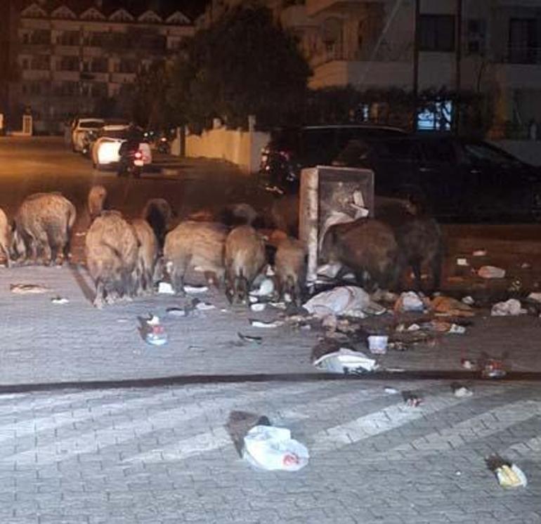 Marmaris'i istila ettiler: Kent karantinaya alınabilir, giriş çıkışlar kapatılabilir 2 marmarisi istila ettiler kent karantinaya alinabilir giris cikislar kapatilabilir 0