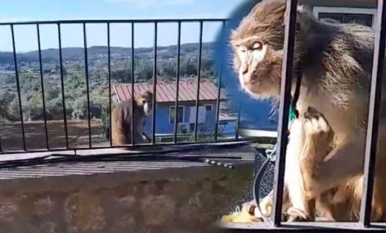 Muğla'da kaçak maymun paniği! Gruplar alarma geçti 1 muglada kacak maymun panigi gruplar alarma gecti SURspFk6