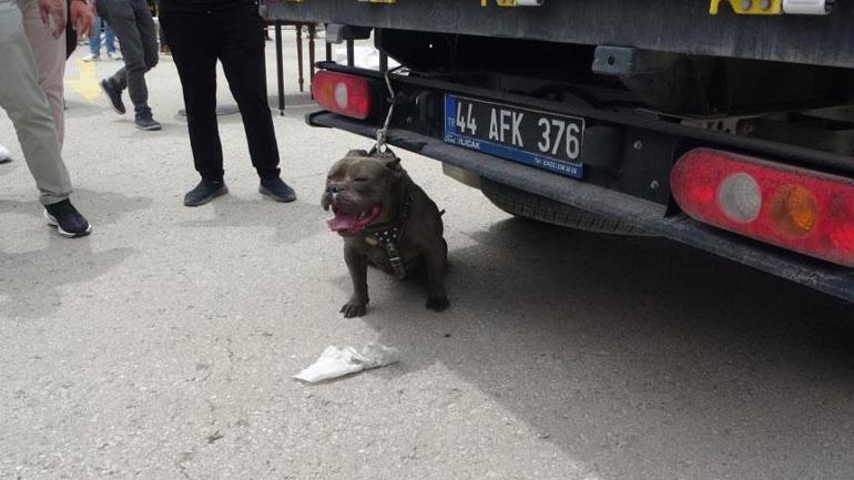 Pitbull kalabalığın ortasına daldı! Bir kişi yaralandı, 4 kişi sıkıntı zapt etti 3 pitbull kalabaligin ortasina daldi bir kisi yaralandi 4 kisi sikinti zapt etti 1 A9M473Bp
