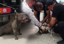 pitbull kalabaligin ortasina daldi bir kisi yaralandi 4 kisi sikinti zapt etti BrTMs3M6