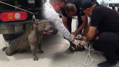 pitbull kalabaligin ortasina daldi bir kisi yaralandi 4 kisi sikinti zapt etti BrTMs3M6