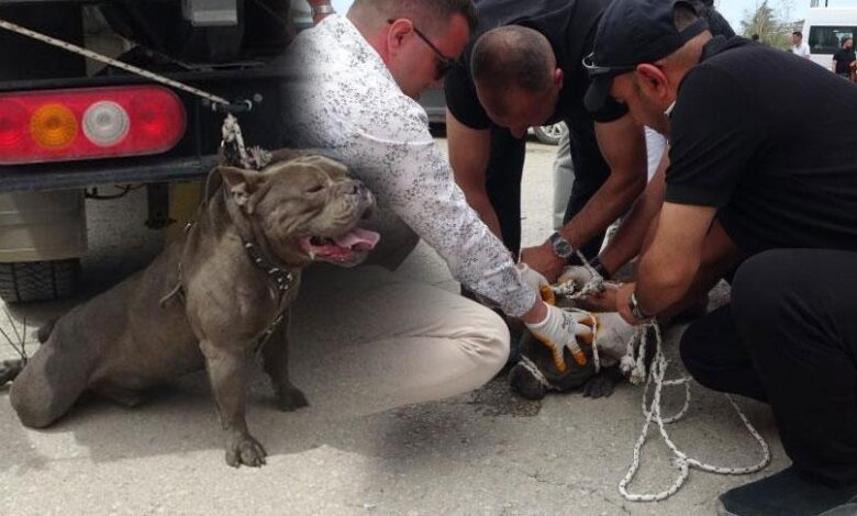 Pitbull kalabalığın ortasına daldı! Bir kişi yaralandı, 4 kişi sıkıntı zapt etti 1 pitbull kalabaligin ortasina daldi bir kisi yaralandi 4 kisi sikinti zapt etti BrTMs3M6