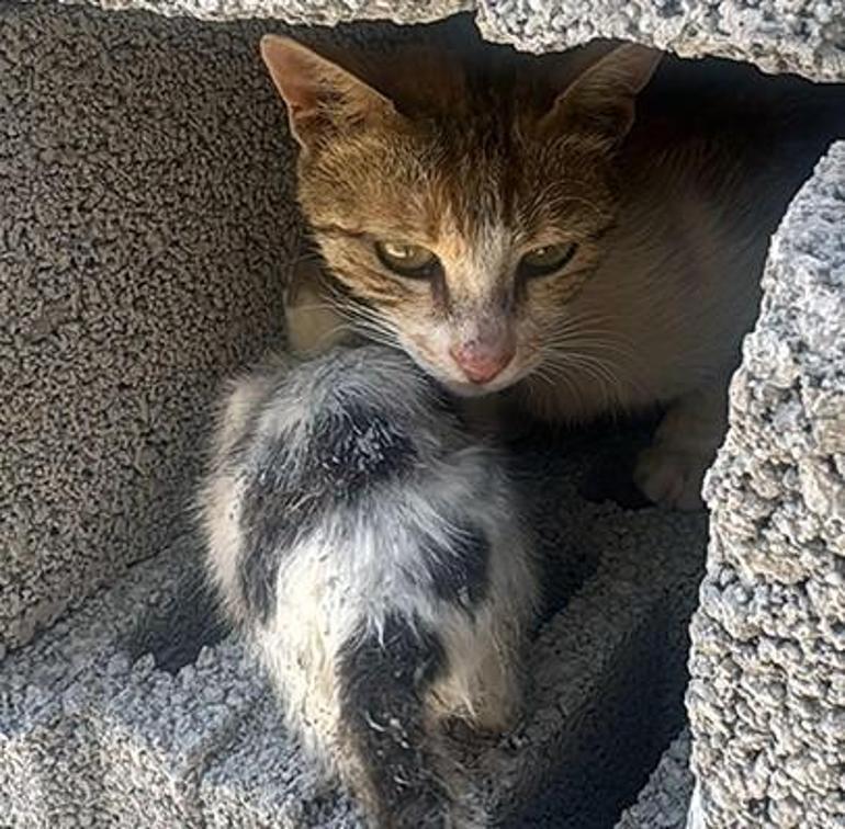 Şanlıurfa'da beton kolonun altında mahsur kalan kedi yavrusu kurtarıldı 3 sanliurfada beton kolonun altinda mahsur kalan kedi yavrusu kurtarildi 1 VrnIOAOj