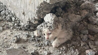 sanliurfada beton kolonun altinda mahsur kalan kedi yavrusu kurtarildi ZsqlY5OT