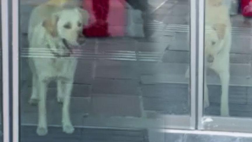 Sarıyer’deki bankada ‘beyaz’ panik! Alarm devreye girdi gerçek şaşkına çevirdi