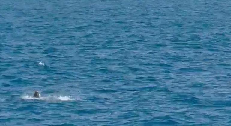side aciklarinda goruntulendi turistler buyuk heyecan yasadi 1 XOfJFOtH