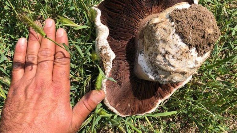 Tabiat yürüyüşü yaparken karşısına çıktı: Evvel uzaktan bir taş modülü sandım 2 tabiat yuruyusu yaparken karsisina cikti evvel uzaktan bir tas modulu sandim 0 H44T35Cu