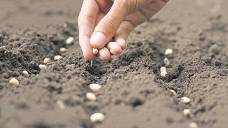 Tohumculukta gelişme sürüyor 1 tohumculukta gelisme suruyor JEXvCfBF