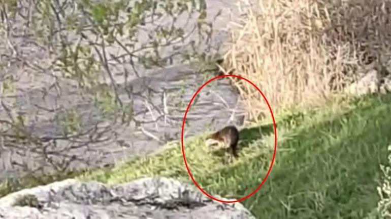 Türkiye'nin tropikal vahası! Akın ettiler, inanılmaz görüntü 3 turkiyenin tropikal vahasi akin ettiler inanilmaz goruntu 1 ZjwZ8G8F