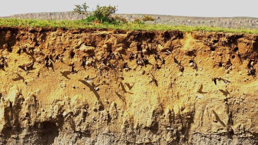 Türkiye’nin tropikal vahası! Akın ettiler, inanılmaz görüntü