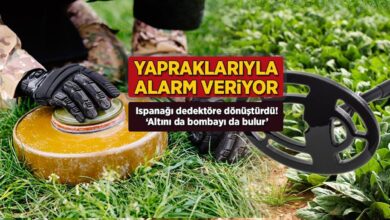 yapraklariyla alarm veriyor ispanagi dedektore donusturdu altini da bombayi da bulur J3HUG3yD