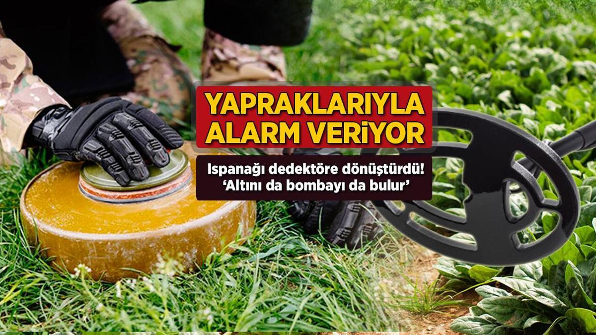 Yapraklarıyla alarm veriyor! Ispanağı dedektöre dönüştürdü: ‘Altını da bombayı da bulur’