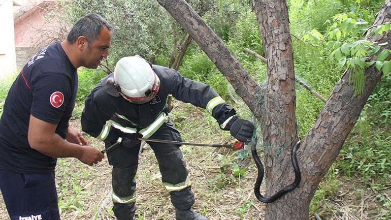 Yer: Antalya! Ağaca metrelerce uzunlukta yılan dolandı 2 yer antalya agaca metrelerce uzunlukta yilan dolandi 0 5iFinNwa