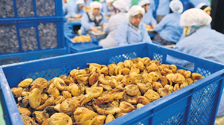 ‘Aflatoksin’ ihracatı kısıtlayabilir 1 aflatoksin ihracati kisitlayabilir 2O9mchN1