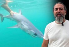akdeniz kiyilarinda gorulen kopek baliklarinin sirri aciklama geldi GF8lRaEZ