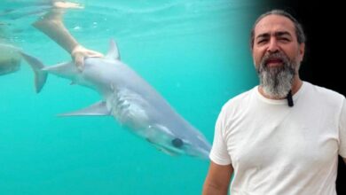 akdeniz kiyilarinda gorulen kopek baliklarinin sirri aciklama geldi GF8lRaEZ