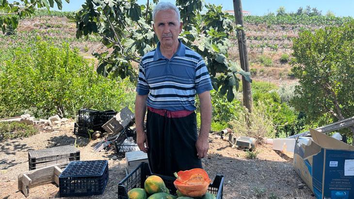 Alanya'da papaya hasadı başladı 1 alanyada papaya hasadi basladi RNtY7BRr