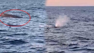 amator balikcilar denizin ortasinda soke oldu birinci kez goruldu tam 20 metrelik dev g3qXDlqu