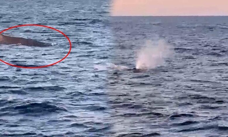 Amatör balıkçılar denizin ortasında şoke oldu! Birinci kez görüldü: Tam 20 metrelik dev 1 amator balikcilar denizin ortasinda soke oldu birinci kez goruldu tam 20 metrelik dev g3qXDlqu
