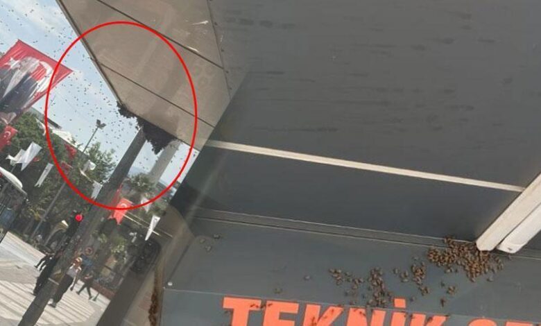 Bir anda binlercesi geldi! Bir kenti istila ettiler: Esnaf dükkanlarını kapatıp kaçtı 1 bir anda binlercesi geldi bir kenti istila ettiler esnaf dukkanlarini kapatip kacti XEuWVFgK