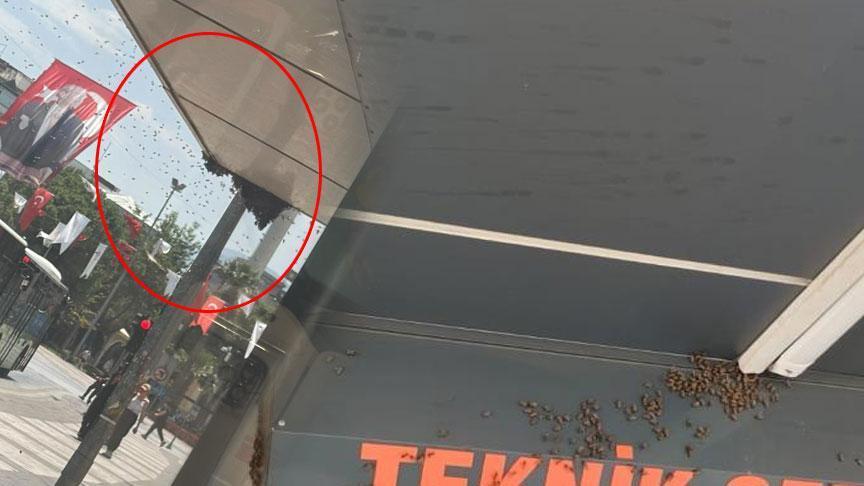 Bir anda binlercesi geldi! Bir kenti istila ettiler: Esnaf dükkanlarını kapatıp kaçtı